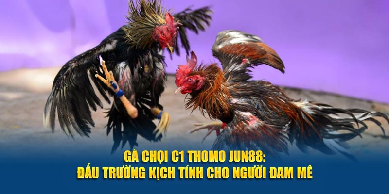 Gà Chọi C1 Thomo Jun88: Đấu Trường Kịch Tính Cho Người Đam Mê 9 Ga Choi C1 Thomo Jun88 Dau Truong Kich Tinh Cho Nguoi Dam Me