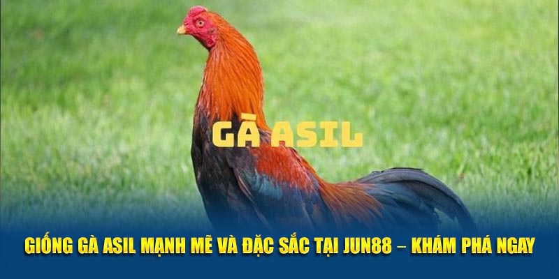 Giống Gà Asil Mạnh Mẽ và Đặc Sắc Tại Jun88 – Khám Phá Ngay 7 Giong Ga Asil Manh Me va Dac Sac Tai Jun88 – Kham Pha Ngay