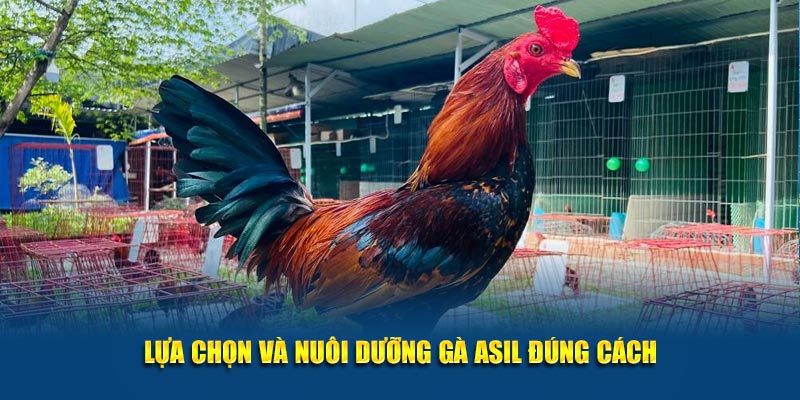 Lựa chọn và nuôi dưỡng gà Asil đúng cách