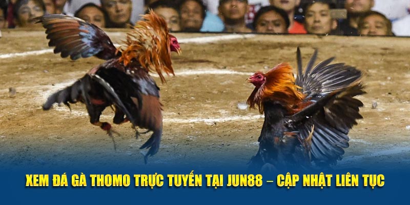 Xem Đá Gà Thomo Trực Tuyến Tại Jun88 – Cập Nhật Liên Tục 8 Xem Da Ga Thomo Truc Tuyen Tai Jun88 – Cap Nhat Lien Tuc