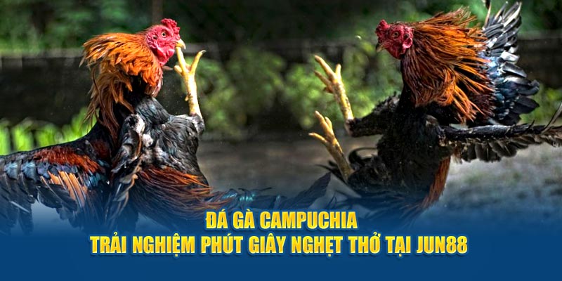 Đá Gà Campuchia - Trải Nghiệm Phút Giây Nghẹt Thở Tại Jun88 1 da ga campuchia trai nghiem phut giay nghet tho tai jun88